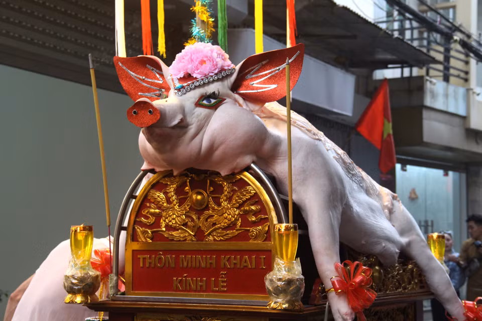 Người dân địa phương quan niệm "ông lợn" khi cho lên kiệu để tế lễ có dáng và da càng đẹp thì năm ấy làng càng gặp nhiều điều thuận lợi. Vì thế công đoạn chuẩn bị phải làm thật chỉn chu và thành tâm. (Ảnh: Hồng Ngọc/Vietnam+)
