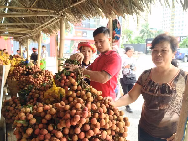 Người tiêu dùng Thủ đô hào hứng lựa chọn mua vải thiều Lục Ngạn. (Ảnh: Thanh Tâm/Vietnam+)