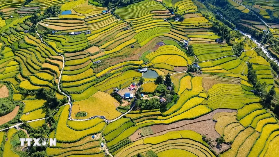 Ruộng bậc thang Tả Lèng, xã Tả Lèng, Lai Châu chín vàng trải dài. (Ảnh: Nguyễn Oanh/TTXVN).