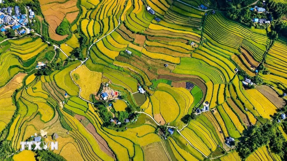 Ruộng bậc thang Tả Lèng, xã Tả Lèng, Lai Châu vào mùa lúa chín đẹp như bức tranh vẽ. (Ảnh: Nguyễn Oanh/TTXVN).