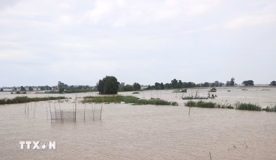 Từ thượng nguồn sông Mekong, cá linh theo dòng nước về miền Tây Nam Bộ, vừa di cư vừa lớn dần, trở thành đặc sản gắn liền với mùa nước nổi. (Ảnh: Công Mạo/TTXVN)