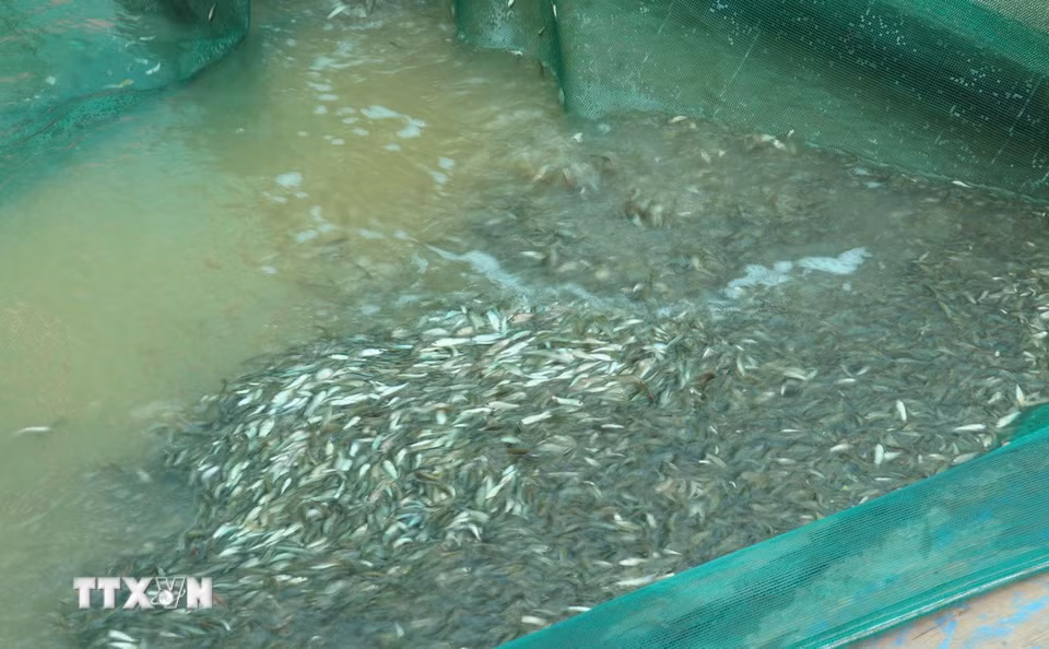 Cá linh là loại đặc sản của miền Tây chỉ có trong mùa nước nổi. (Ảnh: Công Mạo/TTXVN)