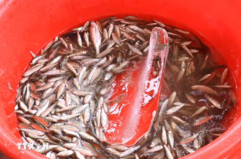 Cá linh non sau khi được sơ chế mổ bụng, bỏ phần ruột sẽ được cho vào các túi nhỏ sau đó cho vào nước đá trước vận chuyển đảm bảo giữ được độ tươi, ngon của cá. (Ảnh: Công Mạo/TTXVN)