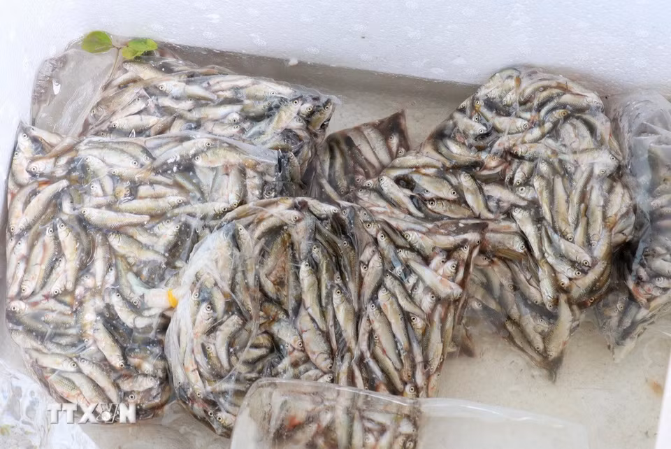 Cá linh non sau khi sơ chế được đóng thành từng túi khoảng 1 kg, bảo quản trong thùng đá trước khi vận chuyển đến các bạn hàng trên cả nước. (Ảnh: Công Mạo/TTXVN)