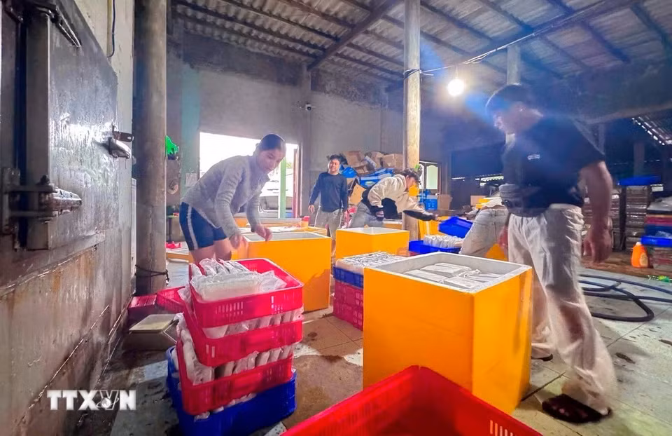 Hơn 500kg cá tươi được Chi hội Du lịch Phú Quý (đặc khu Phú Quý, tỉnh Lâm Đồng) gửi vào đất liền để chế biến tiếp tế cho người dân vùng lũ. (Ảnh: TTXVN phát)