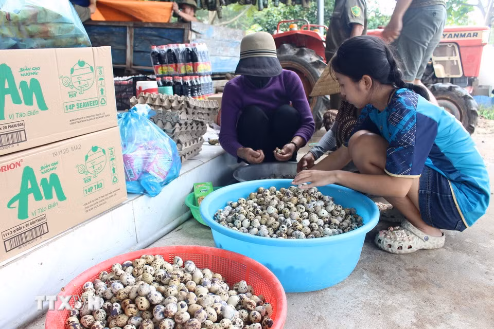 Người dân xã Hàm Tân, tỉnh Lâm Đồng luộc trứng gửi kèm bánh tét và hàng hóa tới người dân vùng lũ. (Ảnh: Hồng Hiếu/TTXVN)