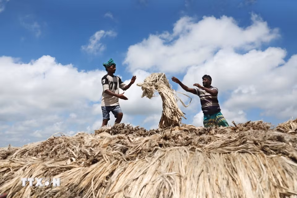 Người dân vận chuyển đay ra chợ nổi ở Munshiganj, Bangladesh, ngày 14/8/2026. (Ảnh: THX/TTXVN phát)