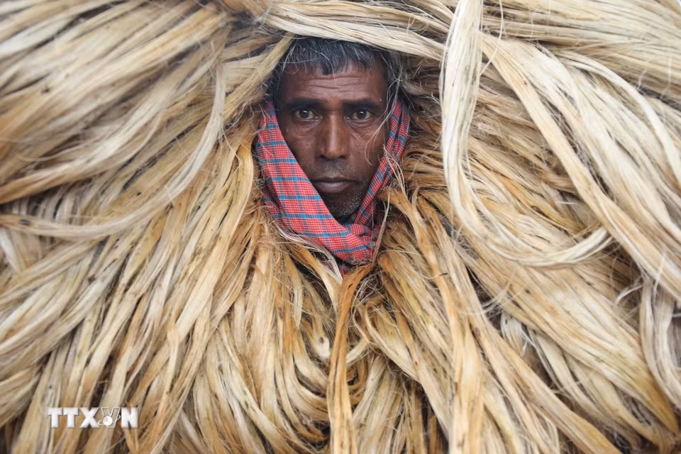 Người dân vận chuyển đay ra chợ ở Manikganj, Bangladesh. (Ảnh: THX/TTXVN phát)