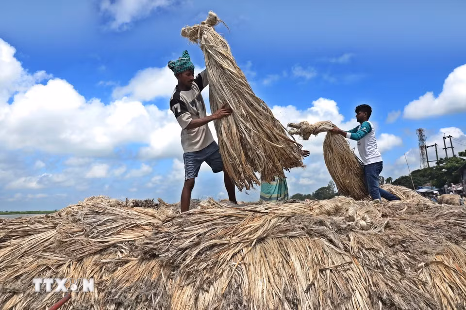 Người dân vận chuyển đay ra chợ nổi ở Munshiganj, Bangladesh, ngày 14/8/2026. (Ảnh: THX/TTXVN phát)