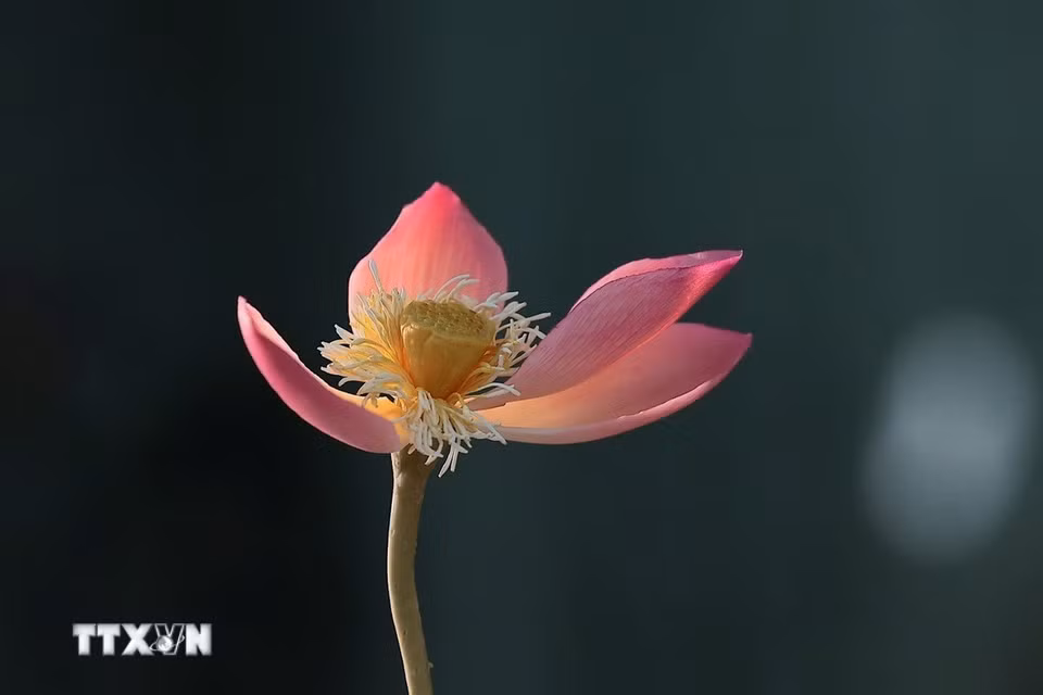 Một bông sen hoàn thiện bằng nguyên liệu làm làm tò he truyền thống gồm: bột gạo tẻ và bột gạo nếp. (Ảnh: Phạm Tuấn Anh/TTXVN)