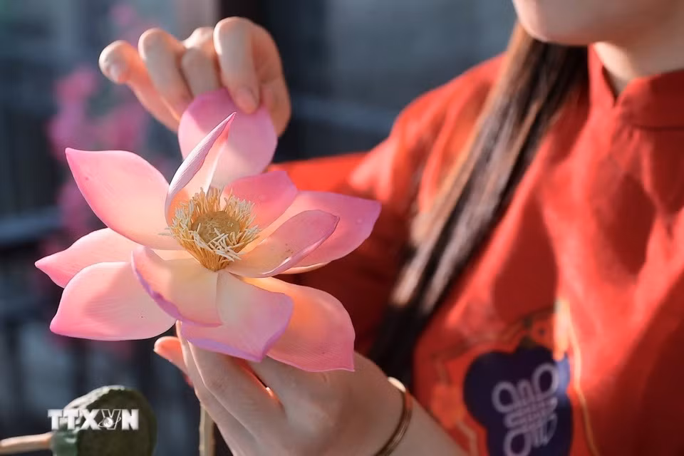 Từng cánh sen được chỉnh sửa, uốn và ghép bằng tay, đòi hỏi sự tỉ mỉ để tạo độ mềm mại và tự nhiên cho bông hoa. (Ảnh: Phạm Tuấn Anh/TTXVN)