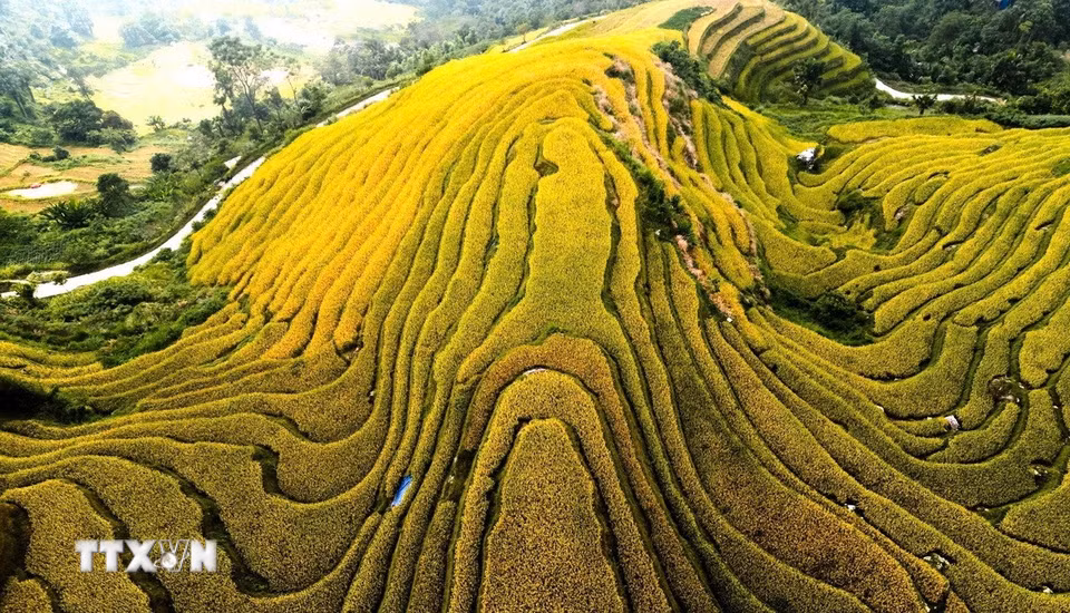 Những thửa ruộng nối tiếp nhau ôm theo sườn đồi. (Ảnh: Minh Tâm/TTXVN)