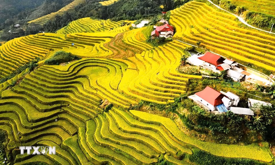 Những mái nhà xen giữa ruộng bậc thang mùa lúa chín. (Ảnh: Minh Tâm/TTXVN)