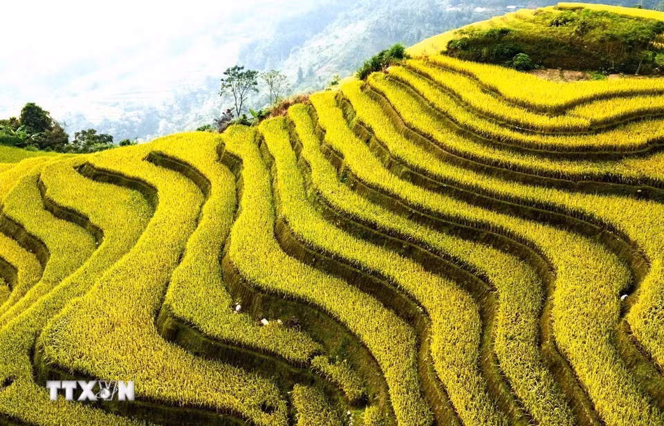 Từng tầng lúa chín uốn mềm trên triền núi. (Ảnh: Minh Tâm/TTXVN)