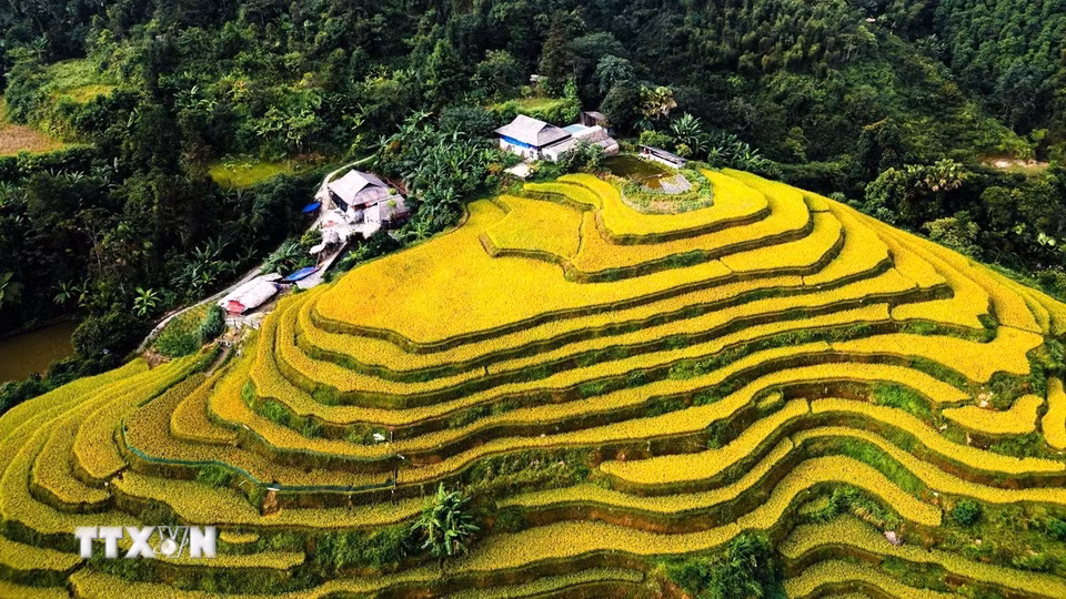 Sắc vàng lúa chín nổi bật bên những vạt cây xanh. (Ảnh: Minh Tâm/TTXVN)