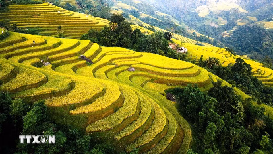 Ruộng lúa chín trải dài từ triền dốc xuống thung lũng. (Ảnh: Minh Tâm/TTXVN)