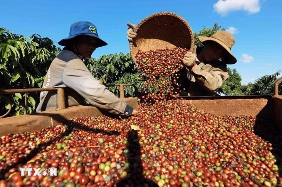 Xuất khẩu hàng hóa là một thế mạnh của Việt Nam trong những năm gần đây. Trong ảnh: Thu hoạch cà phê ở vùng trồng của Công ty Simexco Daklak (tỉnh Đắk Lắk). (Ảnh: Vũ Sinh/TTXVN)