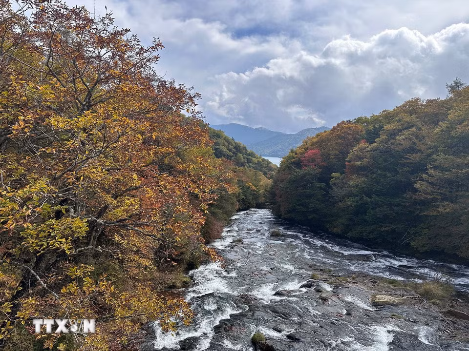 Nikko đầu thu giống như một bản nhạc mở đầu, nơi những nốt đầu tiên được cất lên bằng sắc vàng non của lá bạch quả và sắc đỏ e ấp của những cành phong. (Ảnh: Nguyễn Tuyến/TTXVN)