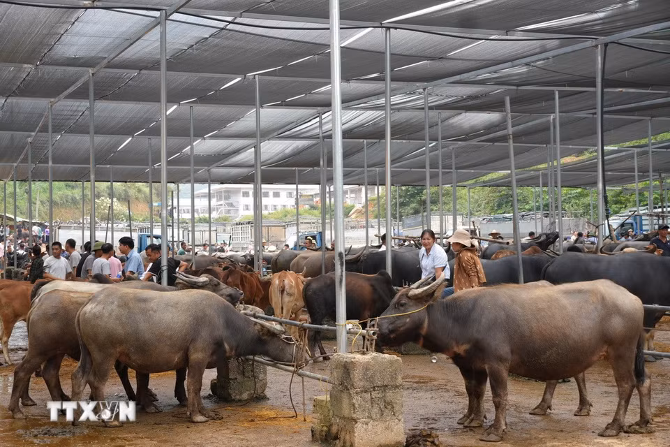 Nhiều trâu, bò được mang ra chợ gia súc để giao dịch mua bán. (Ảnh: Chu Hiệu/TTXVN)