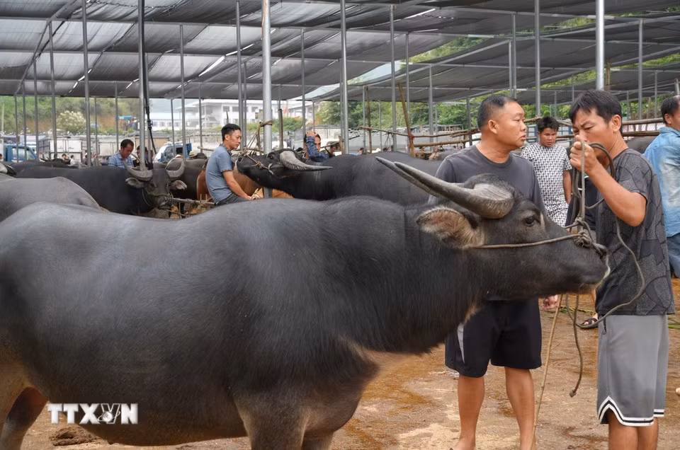 Hoạt động mua bán trâu, bò ở chợ gia súc Trà Lĩnh. (Ảnh: Chu Hiệu/TTXVN)