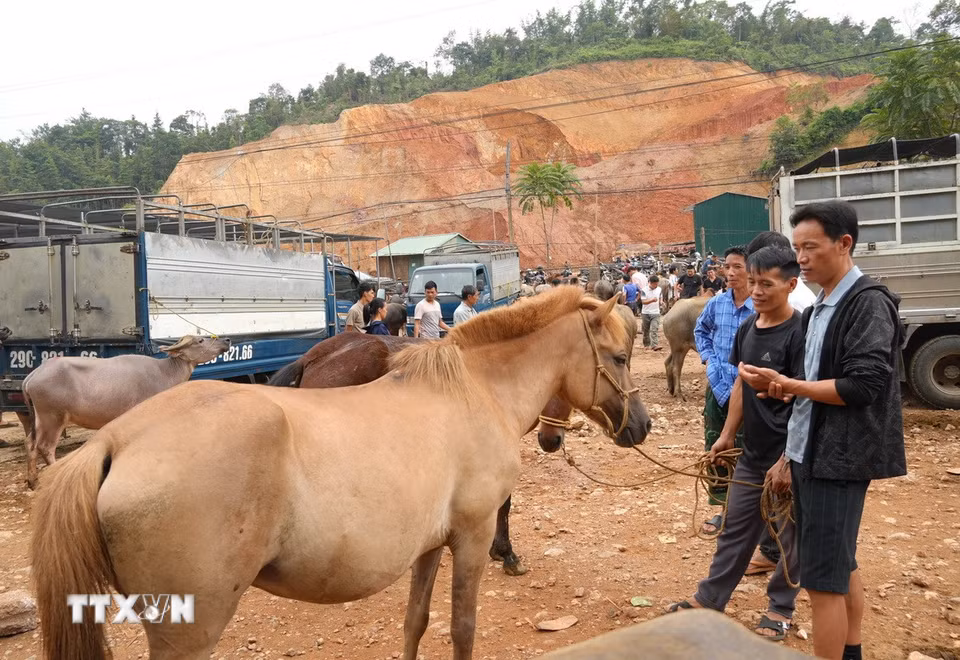 Mua bán ngựa tại chợ gia súc Trà Lĩnh. (Ảnh: Chu Hiệu/TTXVN)