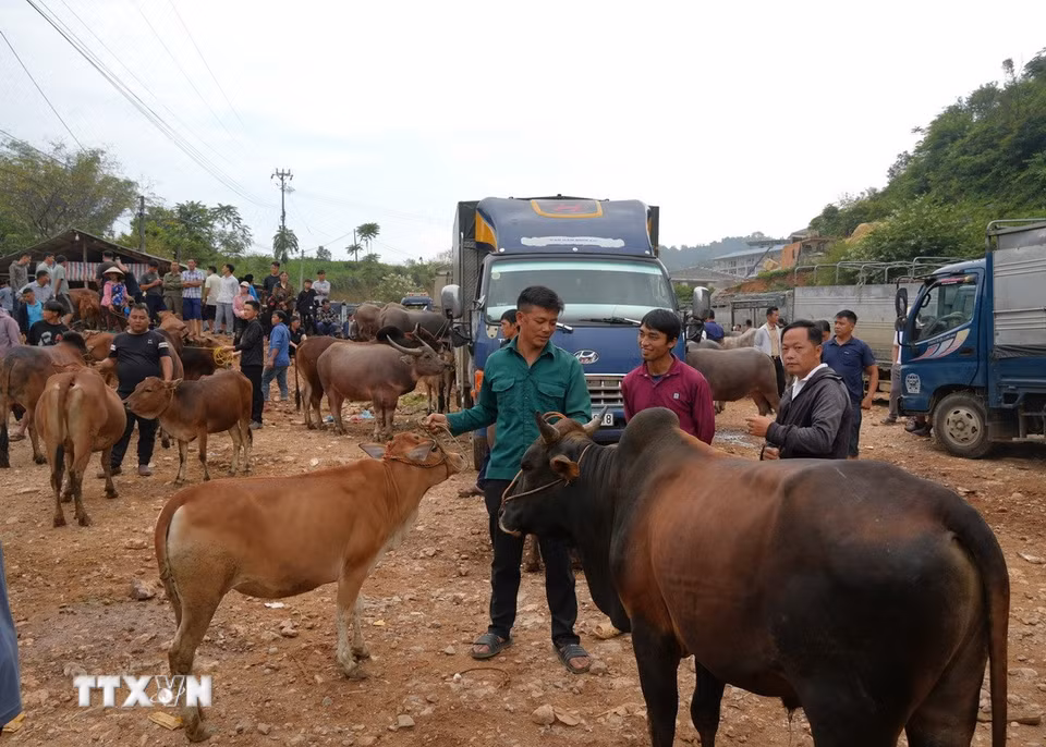 Những con bò được mang đến chợ gia súc Trà Lĩnh để bán. (Ảnh: Chu Hiệu/TTXVN)