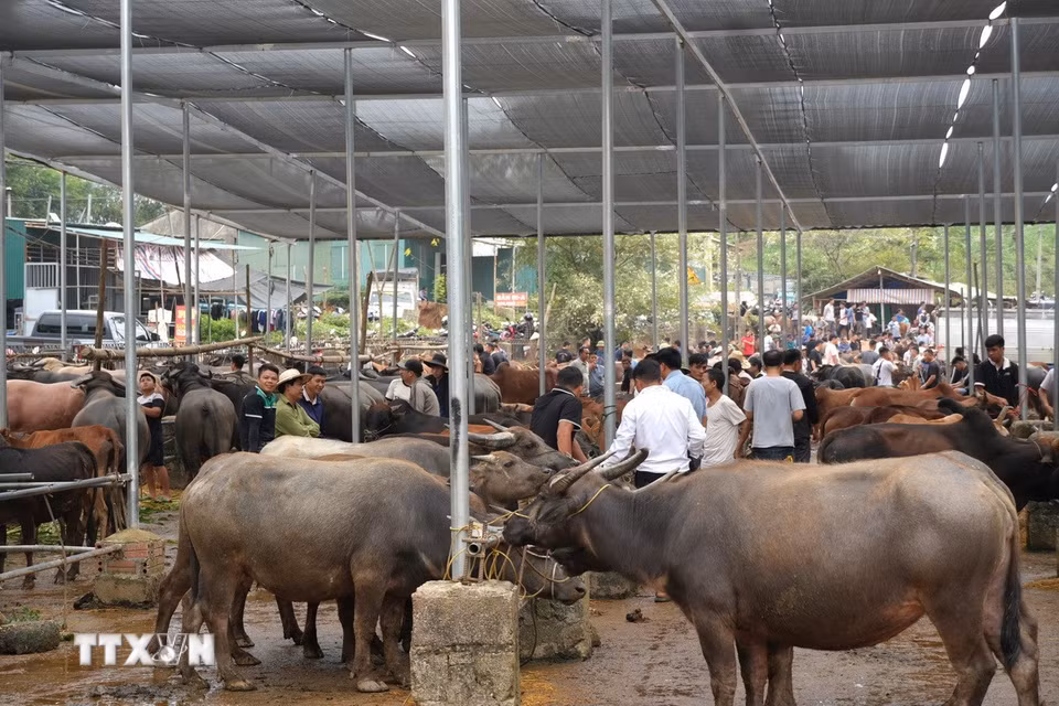 Trâu được mang ra chợ gia súc để giao dịch mua bán. (Ảnh: Chu Hiệu/TTXVN)