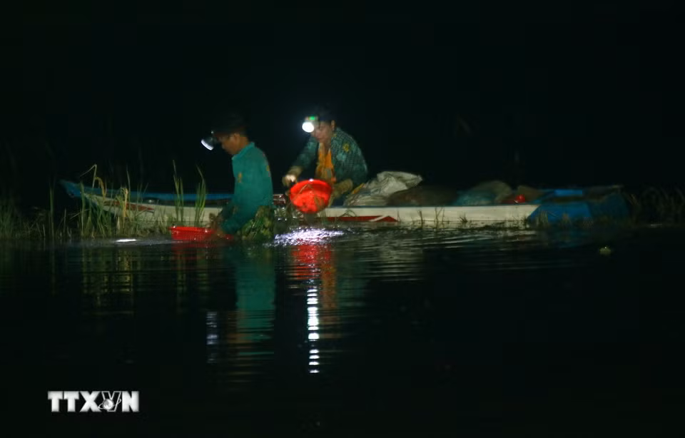 Bắt cá, bắt ốc trong đêm trên cánh động ngập lũ của xã Vị Thủy, thành phố Cần Thơ. (Ảnh: Duy Khương/TTXVN)