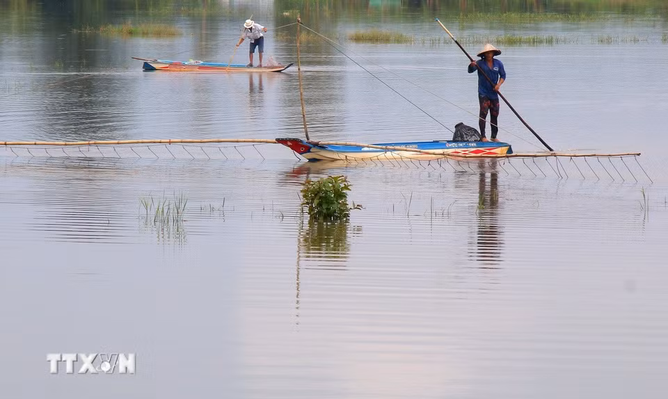 Thời điểm này, nhiều cánh đồng ở Cần Thơ bước vào mùa ngập lũ. Mặc dù mới đầu mùa, nước ngập chưa lớn nhưng không khí mùa lũ đang rộn ràng trên các cánh đồng với giăng lưới, đặt dớn, đẩy côn, bắt ốc… tấp nập cả ngày lẫn đêm. Mùa cá tôm trĩu lưới đang bắt đầu tại các cánh đồng ở xã Vị Thanh 1, xã Vị Thủy, xã Tân Hòa, xã Trường Long Tây… của thành phố Cần Thơ. (Ảnh: Duy Khương/TTXVN)