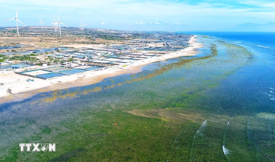 Đến với cánh đồng rong biển Từ Thiện, du khách không chỉ được hòa mình vào thiên nhiên hoang sơ, trong lành, thỏa sức vui chơi và chụp những bức ảnh nghệ thuật độc đáo mà còn có cơ hội khám phá cuộc sống bình dị của ngư dân địa phương. (Ảnh: Nguyễn Thành/TTXVN)