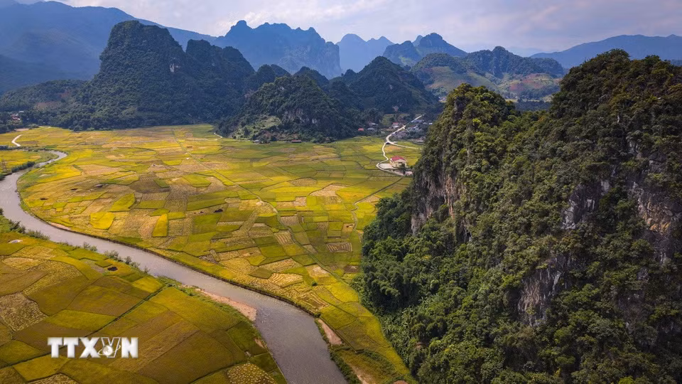 Dòng sông uốn lượn giữa cánh đồng lúa chín dưới chân các dãy núi ở Chiềng Sinh. (Ảnh: Xuân Tư/TTXVN)