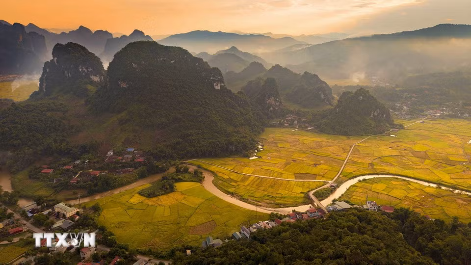 Sắc vàng của lúa chín phủ rộng trên những cánh đồng nằm giữa các dãy núi, tạo nên vẻ đẹp đặc trưng của thung lũng Chiềng Sinh. (Ảnh: Xuân Tư/TTXVN)