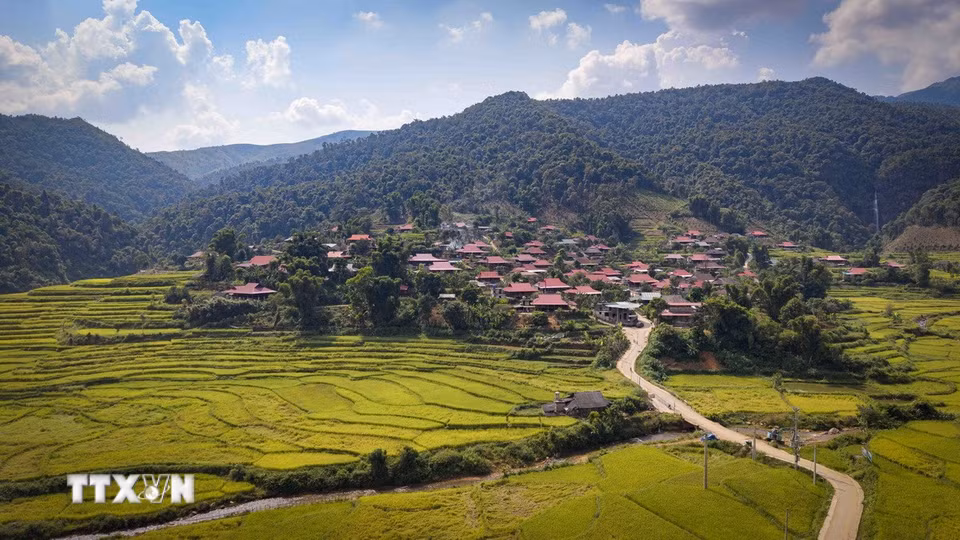 Bản làng nằm dọc theo những cánh đồng lúa chín, phía xa là những dãy núi tạo nên không gian đặc trưng của vùng cao Điện Biên. (Ảnh: Xuân Tư/TTXVN)