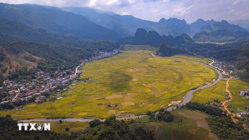 Vào mùa lúa chín, xã Chiềng Sinh (Điện Biên) khoác lên mình vẻ đẹp trù phú, hùng vĩ của vùng thung lũng miền núi Tây Bắc. (Ảnh: Xuân Tư/TTXVN)