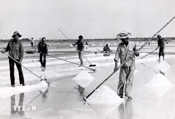 Lực lượng thanh niên xung phong Thành phố Hồ Chí Minh tham gia sản xuất muối tại Lâm trường Lý Nhơn - Duyên Hải. (Ảnh: Tư liệu/TTXVN phát)