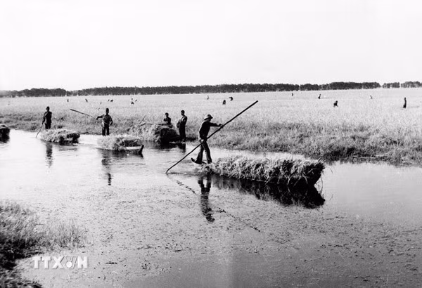 Thanh niên xung phong thu hoạch lúa tại tỉnh Kiên Giang sau ngày miền Nam hoàn toàn giải phóng. (Ảnh: Tư liệu/TTXVN phát)
