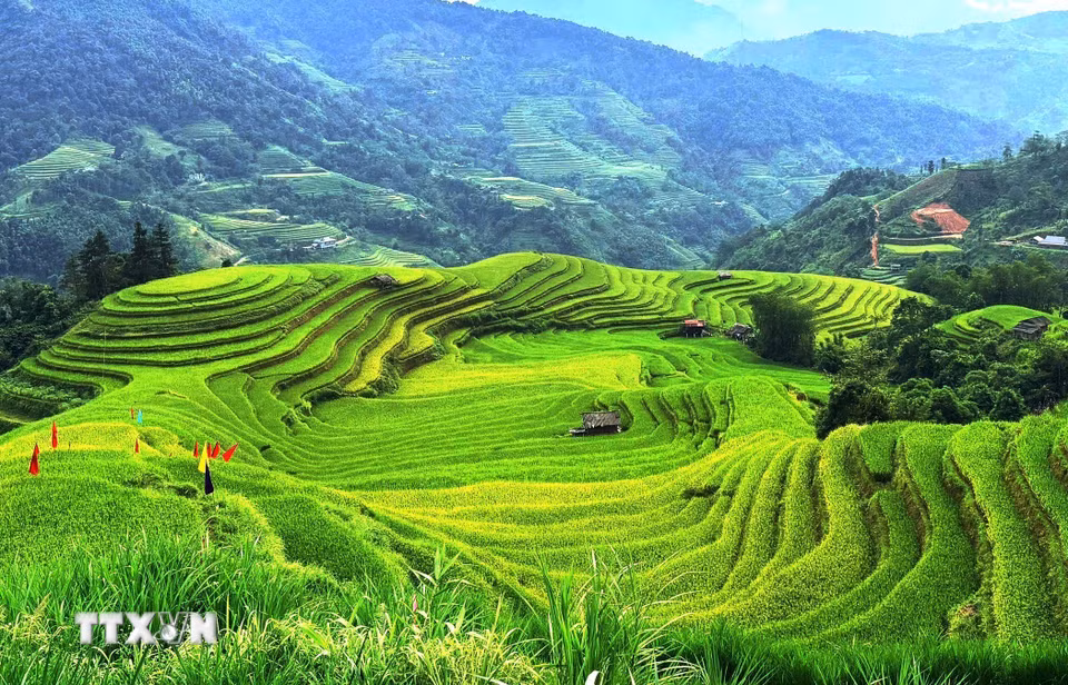 Những triền lúa nối tiếp nhau trong vòng ôm của núi rừng Hoàng Su Phì. (Ảnh: Minh Tâm/TTXVN)