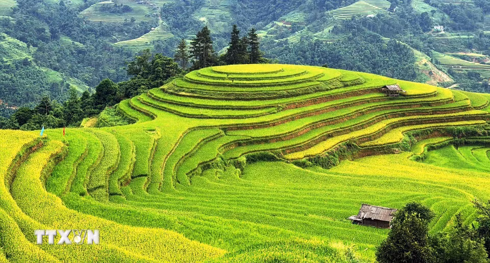 Ruộng bậc thang uốn những vòng cung mềm mại giữa màu xanh đại ngàn. (Ảnh: Minh Tâm/TTXVN)