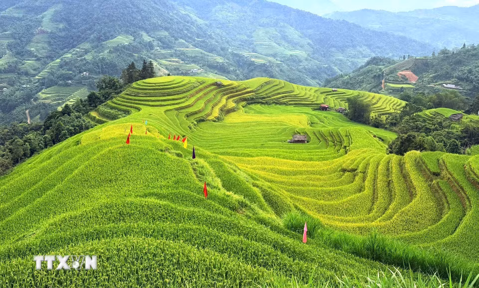 Mùa vàng trải theo những nếp ruộng, mềm mại từ chân đồi lên đỉnh. (Ảnh: Minh Tâm/TTXVN)