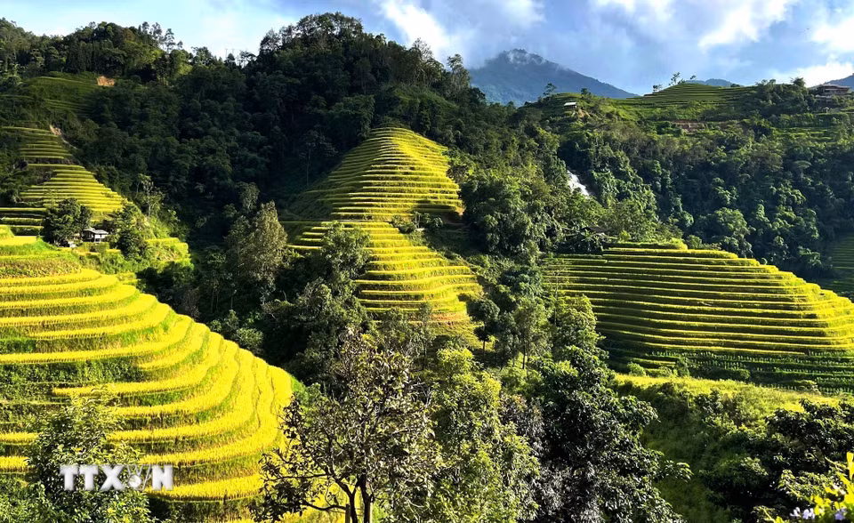 Nắng thu thắp sáng những tầng ruộng vàng giữa màu xanh của núi rừng. (Ảnh: Minh Tâm/TTXVN)