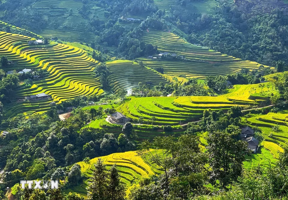 Những dải lúa chín lượn quanh sườn núi, ôm lấy nếp nhà bình yên. (Ảnh: Minh Tâm/TTXVN)