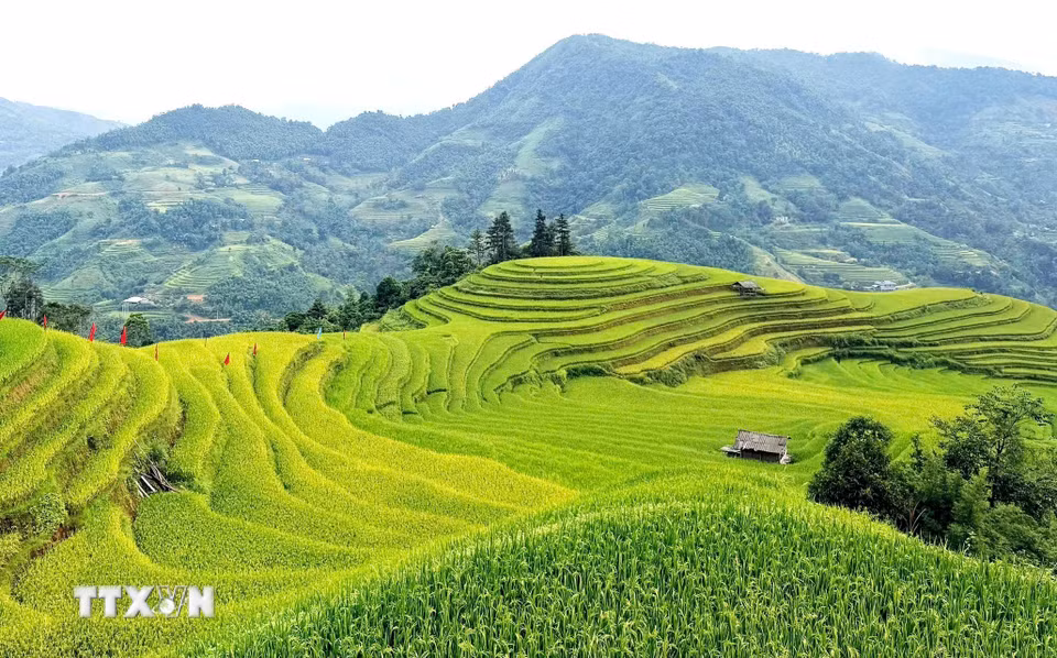 Những lớp ruộng nối nhau, đưa sắc thu lên triền núi Hoàng Su Phì. (Ảnh: Minh Tâm/TTXVN)