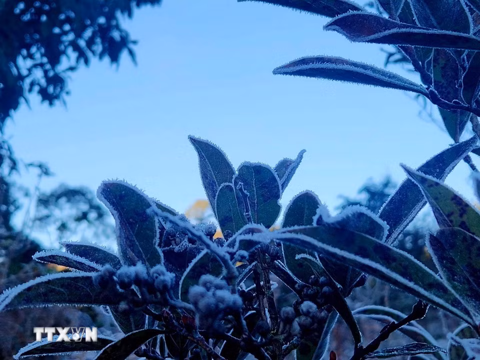 Băng giá phủ trắng cây cỏ ở Y Tý (Lào Cai). (Ảnh: Hương Thu/TTXVN)