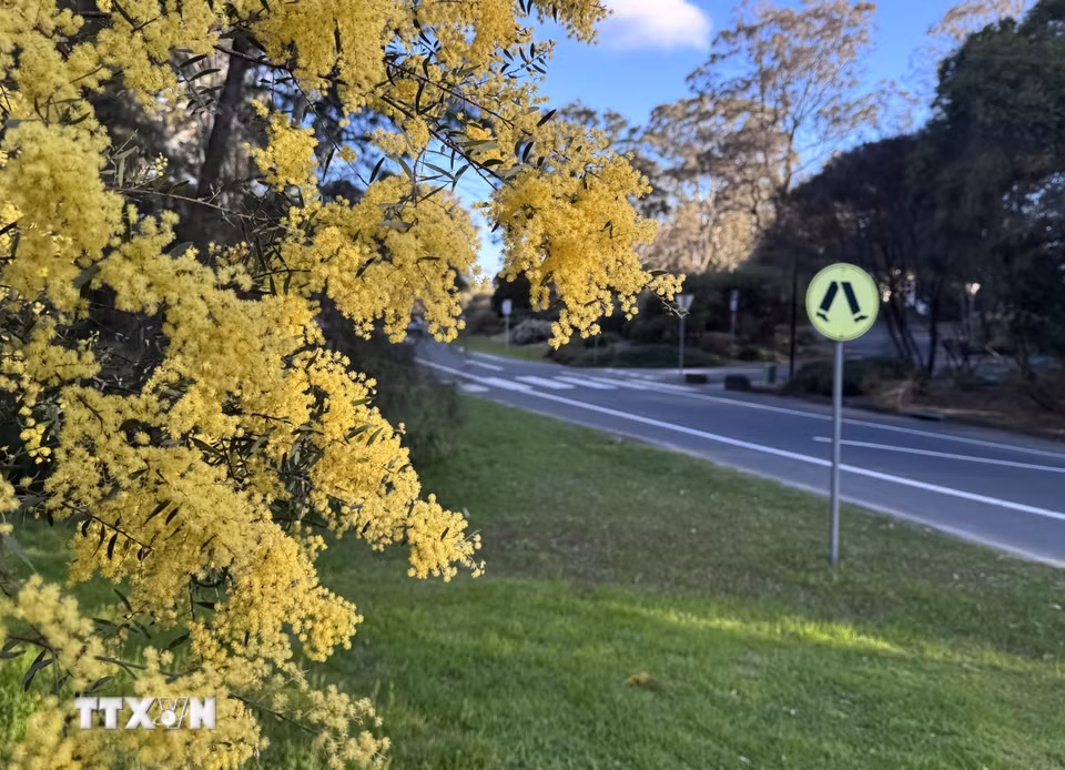 Hoa keo vàng (Golden Wattle), quốc hoa của Australia, là một trong những loài hoa nở sớm nhất, bao hiệu thời điểm bước sang mùa Xuân ấm áp. (Ảnh: Lê Đạt/TTXVN)