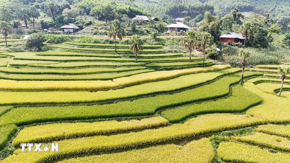 Mùa lúa chín trên Bản Tèn. (Ảnh: Hoàng Nguyên/TTXVN)