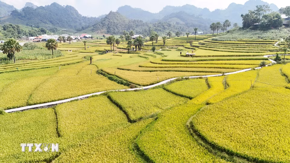 Những thửa ruộng bậc thang ở Bản Tèn vào mùa lúa chín. (Ảnh: Hoàng Nguyên/TTXVN)