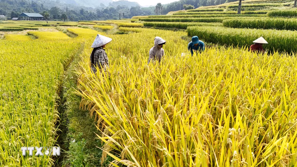 Người dân Bản Tèn thu hoạch lúa. (Ảnh: Hoàng Nguyên/TTXVN)