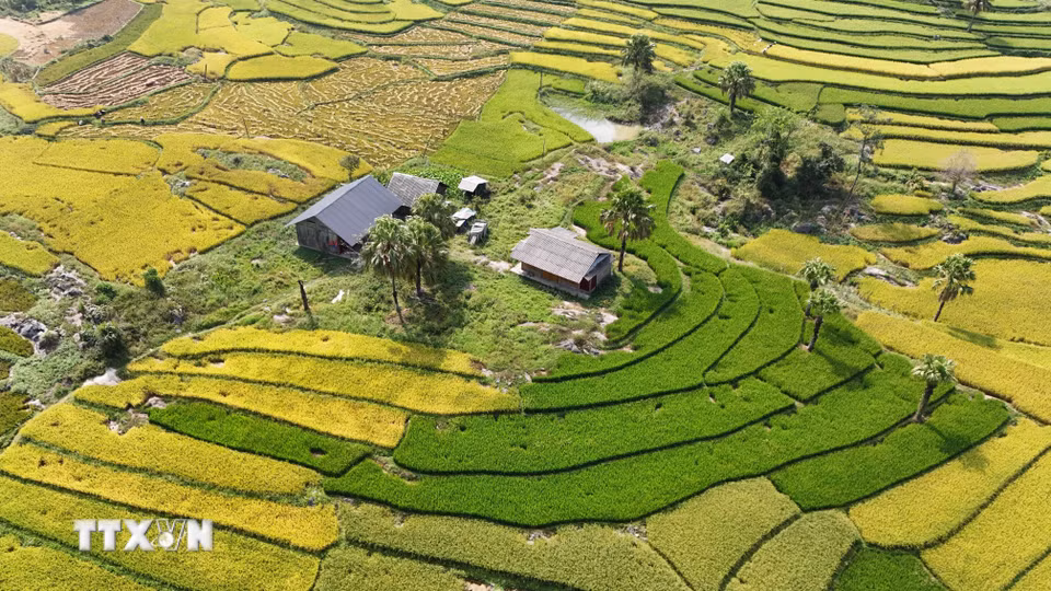 Vẻ đẹp yên bình của Bản Tèn trong mùa lúa chín. (Ảnh: Hoàng Nguyên/TTXVN)