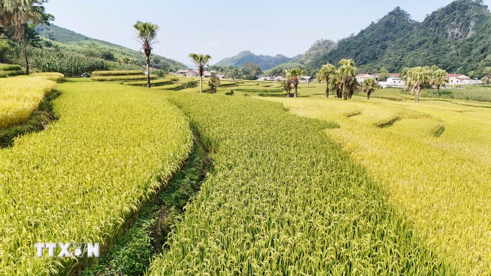 Những thửa ruộng bậc thang ở Bản Tèn vào mùa lúa chín. (Ảnh: Hoàng Nguyên/TTXVN)