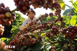 Thu hoạch càphê. (Ảnh: Vũ Sinh/TTXVN)